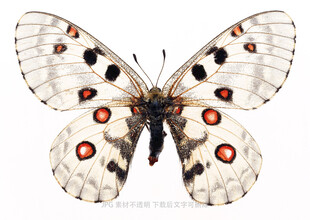 斑点蝴蝶图案展示