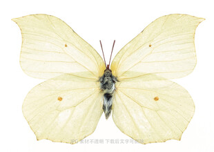 淡黄蝴蝶展翅特写