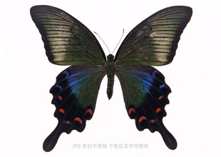 蓝黑相间美丽蝴蝶