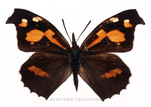黑橙相间蝴蝶特写