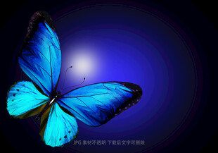 梦幻蓝蝶于幽暗中飞舞