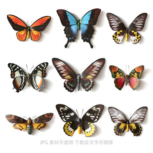 多彩蝴蝶集合展示