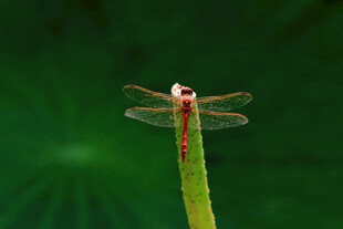 蜻蜓