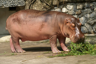 河马