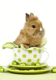 茶杯中的可爱小兔子