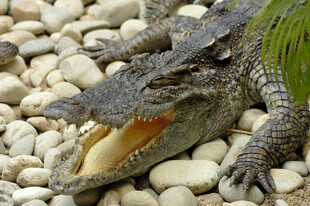 鳄鱼