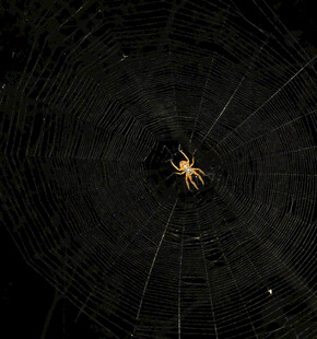 蜘蛛