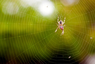 蜘蛛