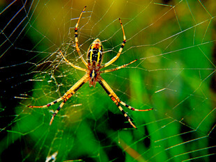 蜘蛛