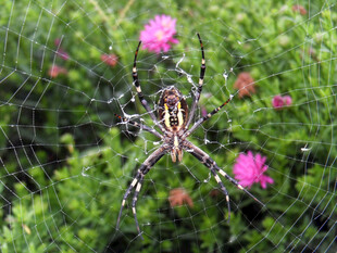 蜘蛛