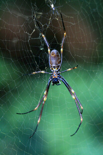 蜘蛛
