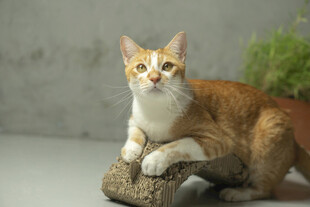 可爱猫咪趴于木头上