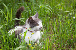草丛中的可爱猫咪