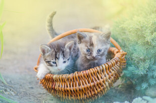 篮子里的可爱小猫咪