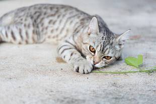 猫咪专注嗅闻绿叶