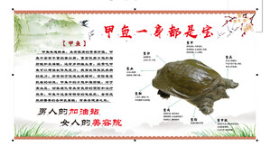 美味甲鱼