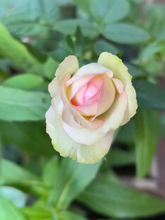 月季花