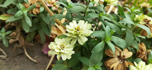 多彩艳丽的金鸡菊绽放花卉