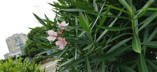 绿叶丛中绽放的粉色夹竹桃花