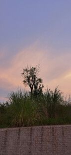 黄昏下的绿植与天空