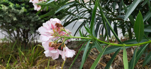 娇艳绽放的粉色夹竹桃花卉