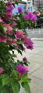 娇艳三角梅绽放