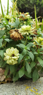 绿色花朵金鸡菊绿植特写