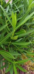 翠绿繁茂的夹竹桃植物叶片