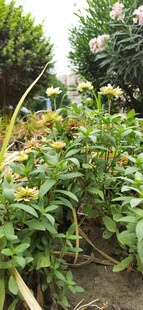 花园中的多彩花卉绽放