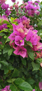 艳丽三角梅绽放