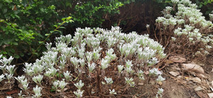 花坛里的银叶灌木