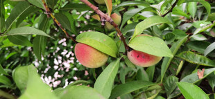 绿叶间的多彩桃子果实