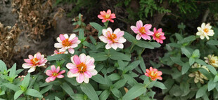 多彩绽放的娇艳金鸡菊花卉