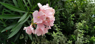 娇艳粉色夹竹桃绽放