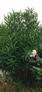 绿叶丛中的娇艳夹竹桃