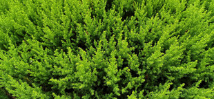 翠绿针叶植物茂密的灌木丛