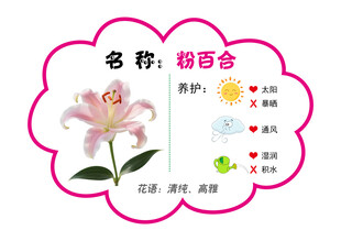 粉百合
