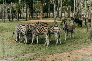 草原上的斑马群