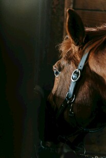 马厩中的骏马特写