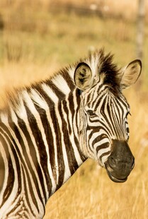 草原上的斑马特写