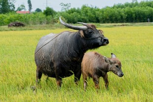 田野中水牛母子温馨画面