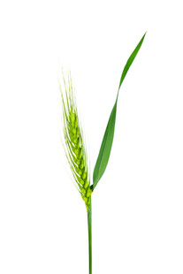 小麦麦穗