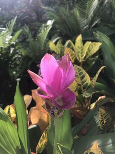 娇艳粉花绽放于绿植间