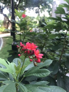 娇艳红花绽放于绿植间