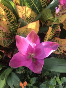 娇艳粉色花朵与绿叶相伴