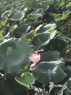 荷塘中绽放的粉色荷花