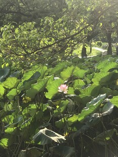 夏日荷塘绿意盎然