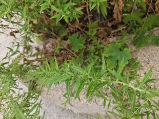 石缝间的翠绿野草