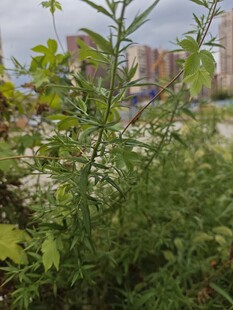 城市边的繁茂绿植景观