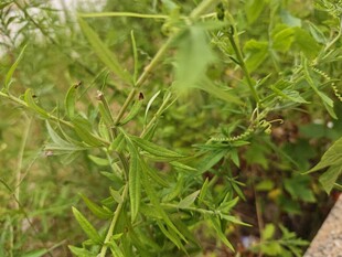 野外绿色植物特写